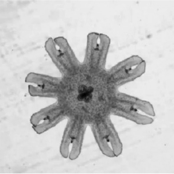 Self-repairing symmetry in jellyfish | Goentoro Lab